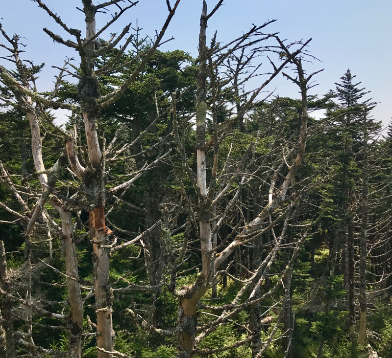 Illustration for article titled Clingmans Dome. Highest point in the Smokies.